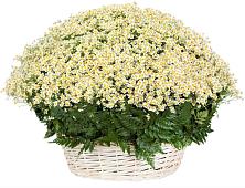 Цветочная композиция из Ромашки в корзине #REPLACE_PRED# Крапивна